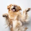 Happy golden retriever lying on back with paws up in a playful pose indicating carefree joy and pet relaxation.