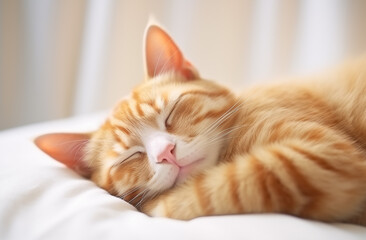 Poster - Ginger cat peacefully asleep on a white pillow and cozy blanket, AI-generated.