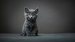 Studio shot of grey british short hair kitten cat poses on camera on grey background. Copy space for text