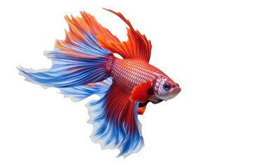 Wall Mural - 
photograph of Colorful Siamese Fighting Fish Swimming in Aquarium Water, Isolated on a transparent background.