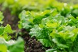Close up of growing green vegetables, lettuce and vegetable garden with focus on the leaves in springtime. Ai generated