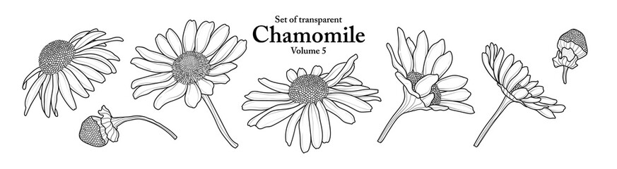 Wall Mural - A series of isolated flower in cute hand drawn style. Chamomile in black outline and white plain on transparent background. Drawing of floral elements for coloring book or fragrance design. Volume 5.