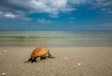 Closeup Of An Ornate Box Turtle On The Beach Under The Sunlight With A Blurry Background
