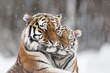 a family of Amur tigers in one frame