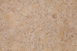 Texture of natural shell rock as a background.