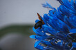 Closeup of a bumblebee on a flower