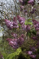 Poster - Clusters of fragrant flowers of lilac bush at spring