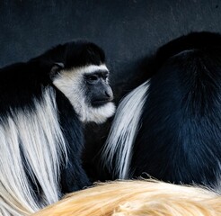 Wall Mural - Closeup shot of a gray colobus monkey on a dark background