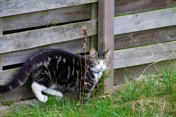 Wall Mural - Closeup shot of a cat playing in a garden