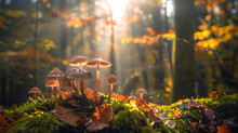 Array Of Mushrooms Flourishing In The Serene Forest Environment