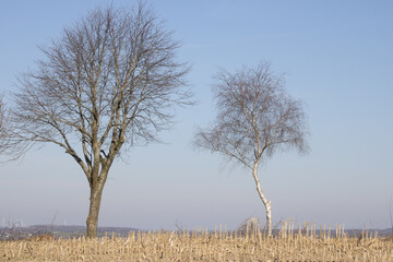 beautiful autumn landscape, of two leafless tree on a cloud free day