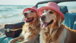 Two cute dogs golden retrievers with straw hats, sitting in car, ready to travel on summer holiday. Generative AI