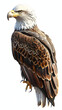 Golden Bald Eagle - Stunning 3D Isolated Illustration of American Bird with Majestic Beak