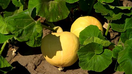 Wall Mural - Yellow melons grow in a field in the open ground