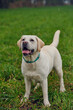 Young blond labrador retriever standing in grass and looking at the camera while it is raining, copyspace above