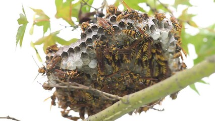 Wall Mural - Dark-waist paper wasp (Polistes jokahamae) nesting in Japan