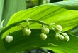 lily of the valley in the garden