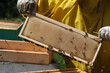 Beekeeping - The beekeeper with the honeycomb full of honey and bees