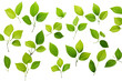Dance of the Emerald Leaves. On White or PNG Transparent Background.