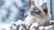   A tight shot of a feline gazing out of a window, its piercing blue eyes contrasting against the pristine white snow on the sill