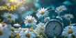   Alarm clock in white daisy blooming flowers on spring background, Concept is summertime Bright alarm clock and chamomile flowers
  