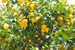 Lemons on a tree in a garden in Menton, France