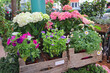 Spring flowers for sale in the flower store 