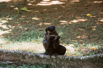 beautiful brown monkey  in nature