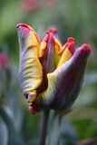 Fototapeta  - Tulipany