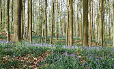 Sticker - Beautiful view of the Hallerbos