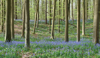 Canvas Print - Beautiful view of the Hallerbos