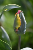 Fototapeta Lawenda - Tulipany