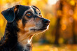 Adorable autumn portrait of crossbreed dog in the park.