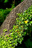 Fototapeta Natura - arbre bord fleuve rhône drôme