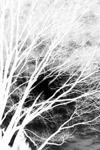 Tree In The Field In A Black And White Film Negative