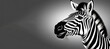 zebra with smile looking at camera neutral grey background, banner with space for text
