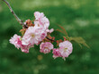 bouquet of JAPANESE CHERRY flowers on a branch in the natural environment, white and pink flowers