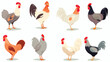 Set of cartoon farm poultry birds flat vector illustration
