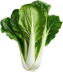 Wall Mural - Chinese cabbage