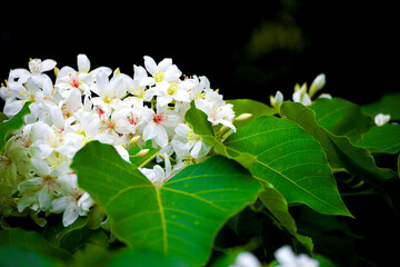 close-up of tung flower