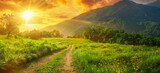 Fototapeta  - A road runs through a lush green field with a bright sun shining on it