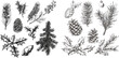 Christmas plants fir branches, pine cones and holly leaves with berries