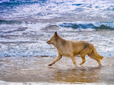 Fototapeta Do pokoju - Wet dog playing on beach in sea water