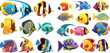 Cartoon cute tropical ocean exotic aquarium fishes