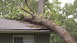 © Usman - Fallen tree on house roof after hurricane. property insurance