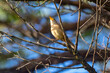 © Adilson - Tropical bird known as the 'wren or wren' (Troglodytes aedeon), isolated in selective focus. Corruíra bird.