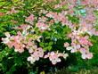 fiori rosa primaverili al parco, pink spring flowers at  the park 