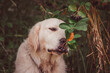 © Anna - golden retriever gently tastes chokeberry berries from a bush with his tongue