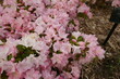 PInk rhodendron flowers