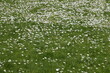 chamomile meadow